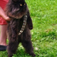 Illustration for article titled Mewbacca the Wookiee Cat proves today is a great day for cat cosplay